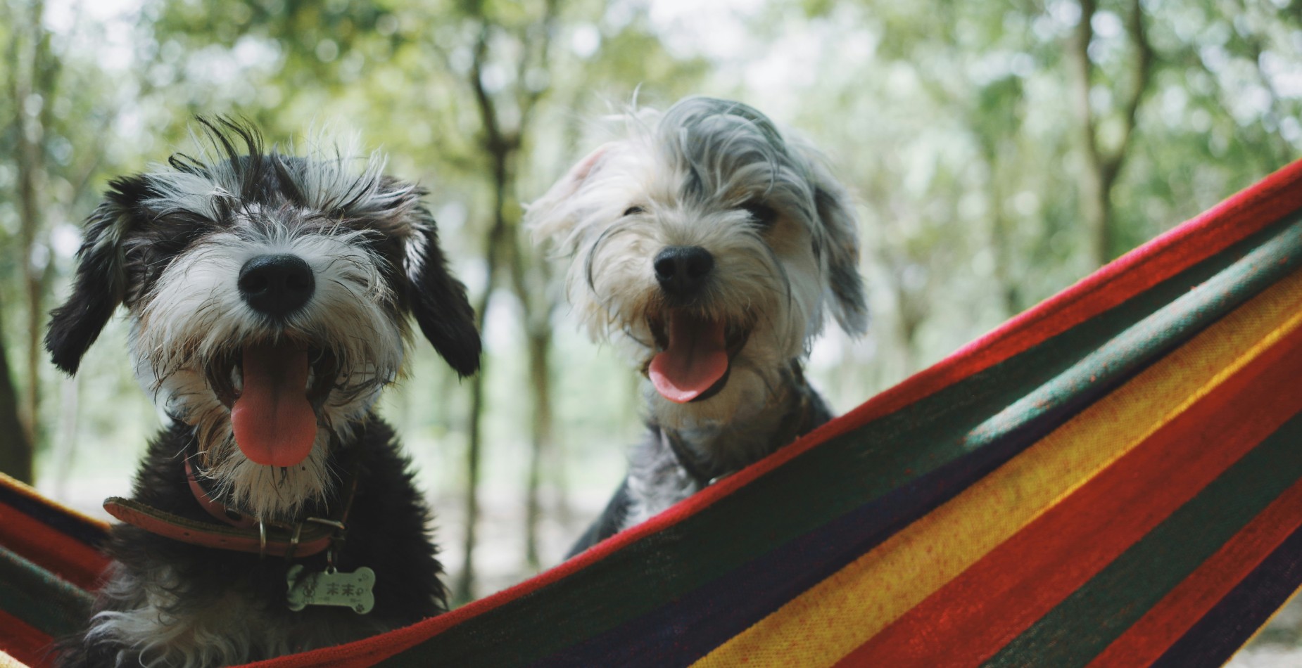 Camping en Dordogne avec animaux acceptés